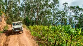 Madeira: Wine Safari Jeep Tour with Local Guide