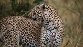 Half day Nairobi National Park with free pick up