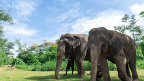 Phuket: Guidet tur til elefantreservatet med hotelltransport