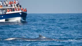 2-Day Whale Watching & Southern Sri Lanka Tour
