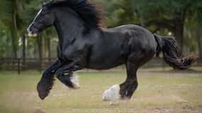 Ocala: Gypsy Gold Horse Farm Guided Walking Tour