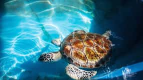 From Colombo/Negombo: Galle, Madu River, and Turtle Hatchery