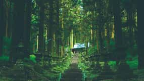 Kyushu: Kamisiki Mikumano Shrine & Takachiho Gorge Day Tour