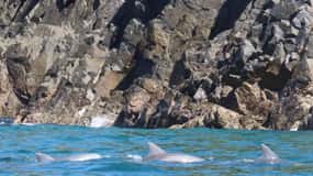 Noosa Heads: Ocean Rider Dolphin Safari. Family specials