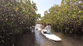 Noosa Stand Up Paddle & Mangrove Tunnel Tour (Self Guided)