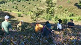 Purple Tea Farm Tour vanuit Nairobi - Ontdek Gatura Greens