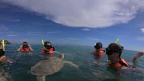 Akumal: begeleide snorkeltocht met zeeschildpadden en zwemmen bij het koraalrif