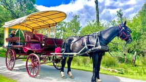 Killarney: Killarney National Park Private Tour