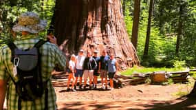 Yosemite Giant Sequoia Private 4X4 Jeep Tour