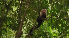 Roatan Horseback Ride with Wildlife Eco-Park and Snorkel