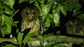 Monteverde: Oktari Monteverde Night Walk Tour