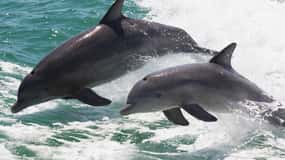 Muscat: Dolphin Watch & Snorkeling