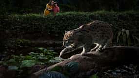 Singapura: Safari Noturno em Singapura c/ Elétrico