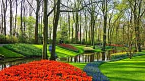 Rotterdam: Private Sightseeing Tour to Keukenhof