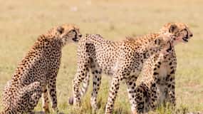 4 days Tsavo East, Amboseli and saltlick lodge safari