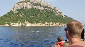 Dolphins: Dolphin Sightseeing Tour and Cape Figari By Dinghy