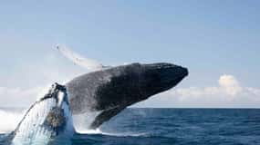 Byron Bay Whale Watching Cruise