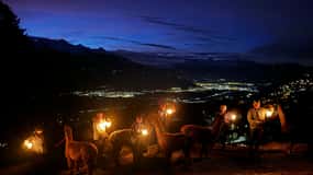 Triesenberg: Rundgang mit Lamas und Käse-Raclette