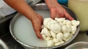 Putignano: Make and taste still warm mozzarella