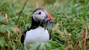 Puffin & Gufufoss Waterfall Tour from Seydisfjordur Port