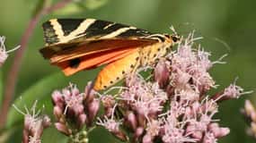 Farfalle,Schmetterling,Papillon & Butterfly valley transfer!