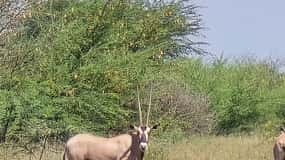2 Days Wildlife & Bird Watching Tours to Awash National Park