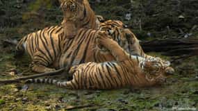 Ranthambore: Sharing Tiger Safari In Canter Or Gypsy Vehicle