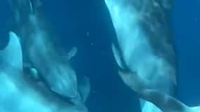 Isla de Mnemba: NATACIÓN CON DELFINES Y SNORKELING Aventura y servicio de recogida