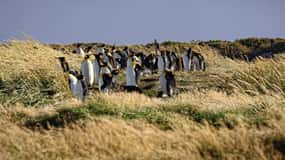 Punta Arenas: Dia inteiro Tierra del Fuego e pinguins-rei