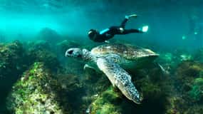 Gold Coast: Whales, Dolphins & Snorkelling with Turtles