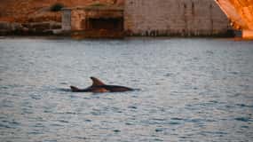 Fazana: Excursión Delfines/Puesta de Sol