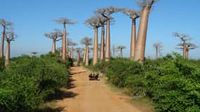 Madagascar: 12-Day Tour with Flights and Accommodation