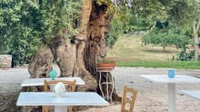 Ostuni: Farm tour among thousand-year-old olive trees with oil tasting