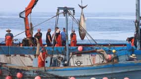 Barbate: Boat Tour to the Almadraba of Conil (Tuna Fishing)