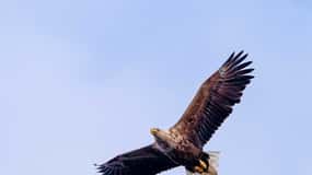 Sea Eagle Sunset Cruise