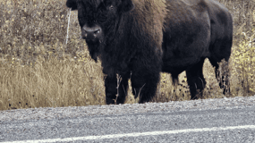 Yellowknife: Wild Bison Highway Tour