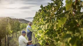 Evening of Wine and Scenic Views in Skiathos