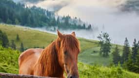 1 Day Horse Riding Adventure in Borjomi Mountains
