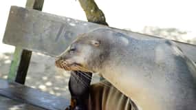 Isola delle Galapagos; tour naturalistico