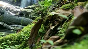 Trinidad: Avocat Waterfall and Maracas Bay Beach Tour