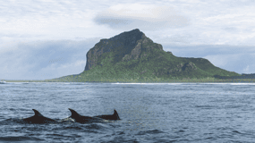 Simma med delfiner, Crystal Rock, Benitiers Island och lunch