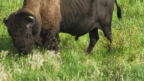 Yellowknife: passeio pela estrada Bison Highway