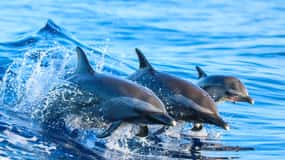 Costa Rica: Dolphin Watching & Snorkelling Experience