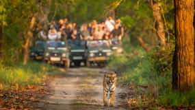 Kathmandu/Pokhara: 3 Day Chitwan Jungle Safari Tour