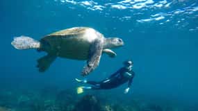 Fingal Head: Cook Island Sea Turtle Snorkel & Boat Transfers