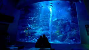 東京：すみだ水族館入場券
