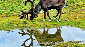 Anchorage: Scenic Tour to Wildlife Center with hotel pickup