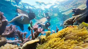 Nha Trang: Half-Day Snorkeling Adventure with BBQ Onboard