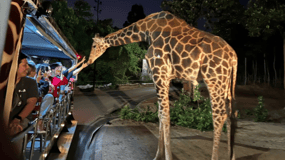 Chiang Mai: Night Safari Ticket with Transfer