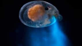 Bioluminescense Night Snorkel Experience